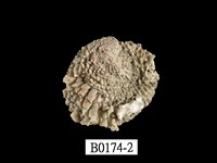 藏品(丹氏偏口蛤)的圖片